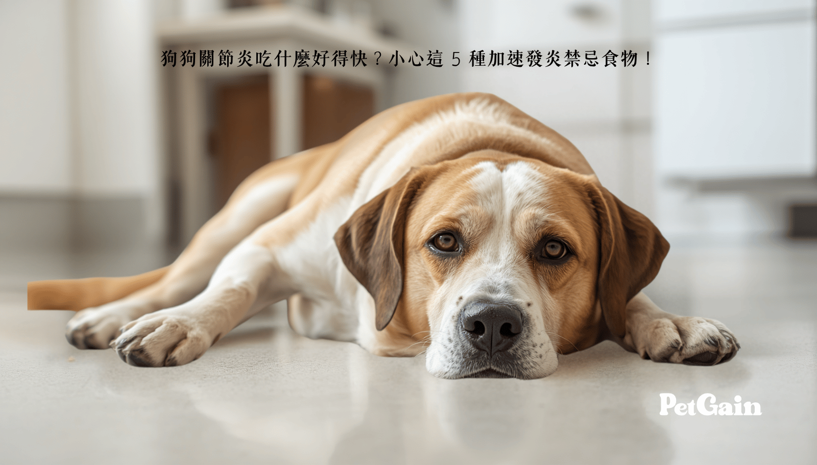狗狗關節炎吃什麼好得快？小心這 5 種加速發炎禁忌食物！