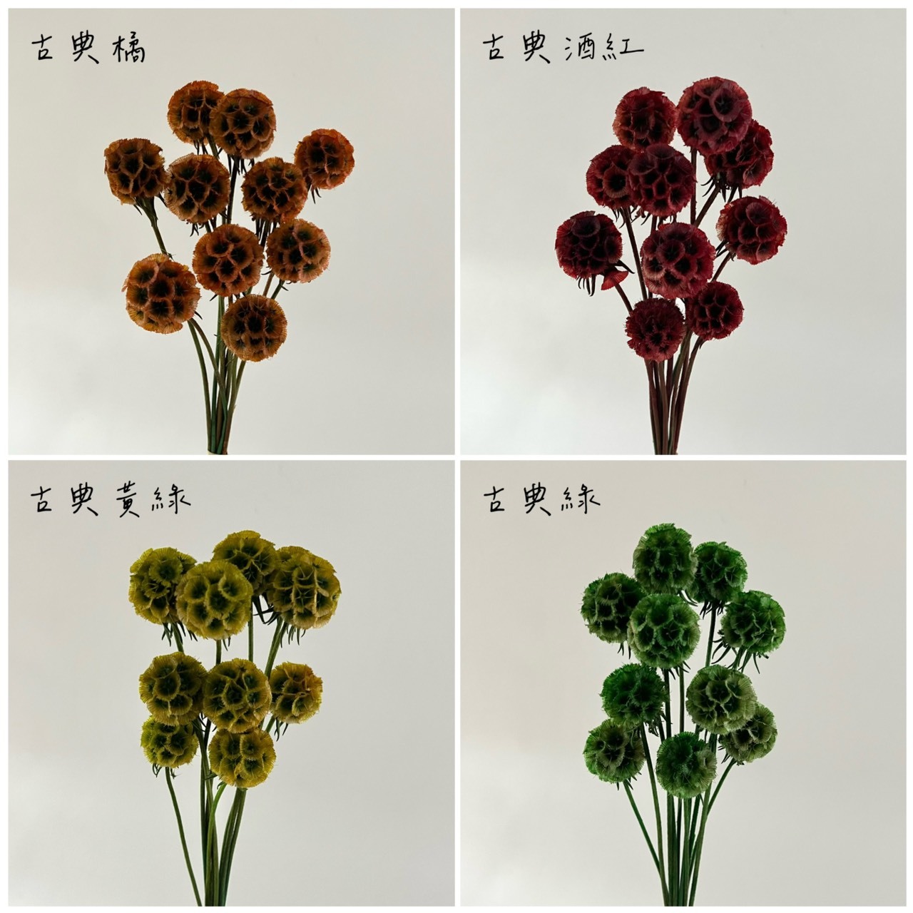 松蟲果單顆款(把)