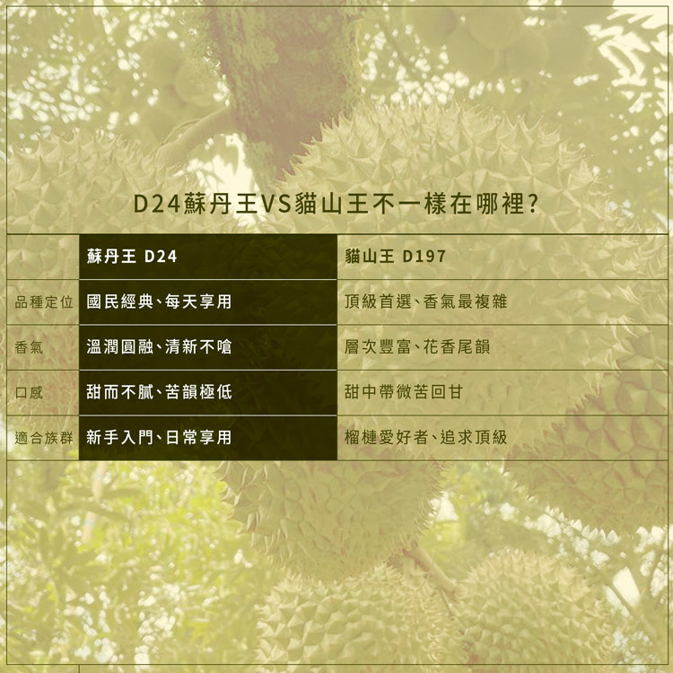 D24 蘇丹王 VS 貓山王品種比較