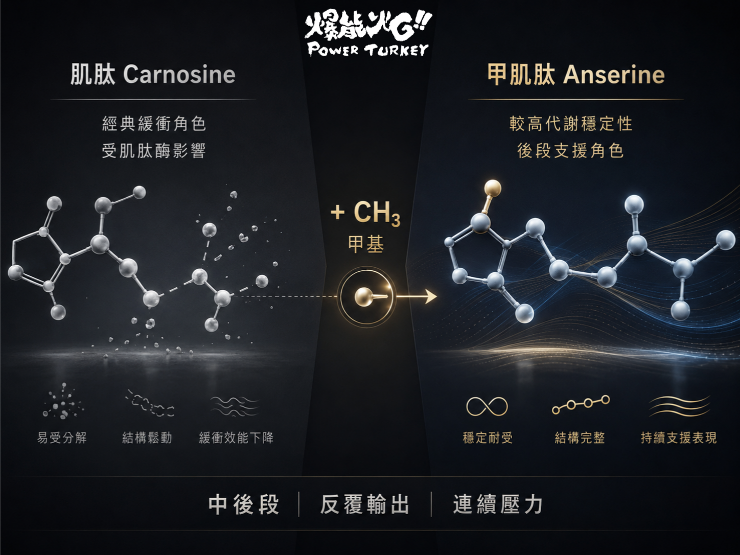 甲肌肽與肌肽差異比較圖,說明甲肌肽因較高代謝穩定性,更適合放入高強度運動中後段、反覆輸出與連續壓力的補給重點_爆能火G_趕食髦部落格