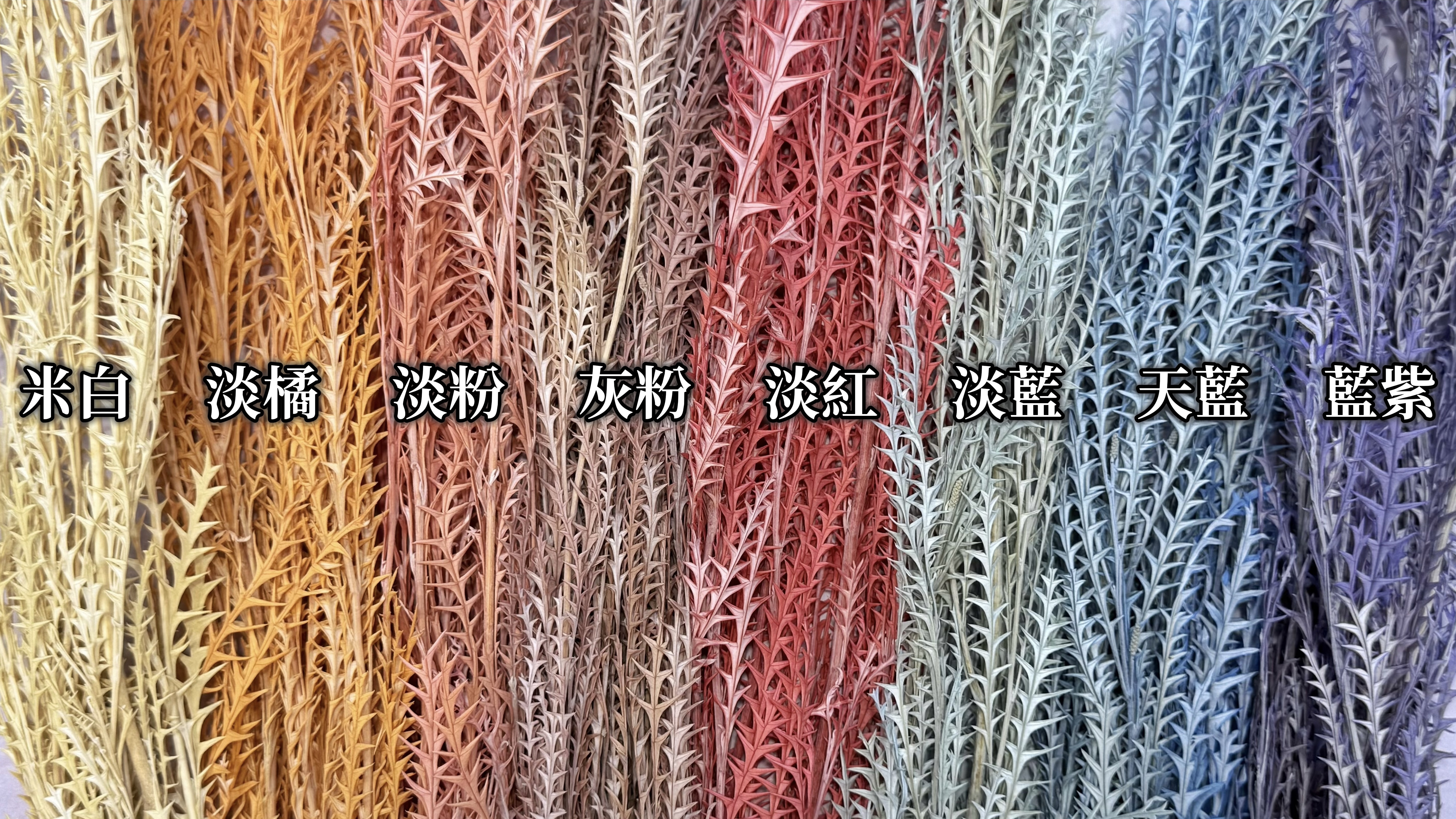 永生羊齒葉（多色）