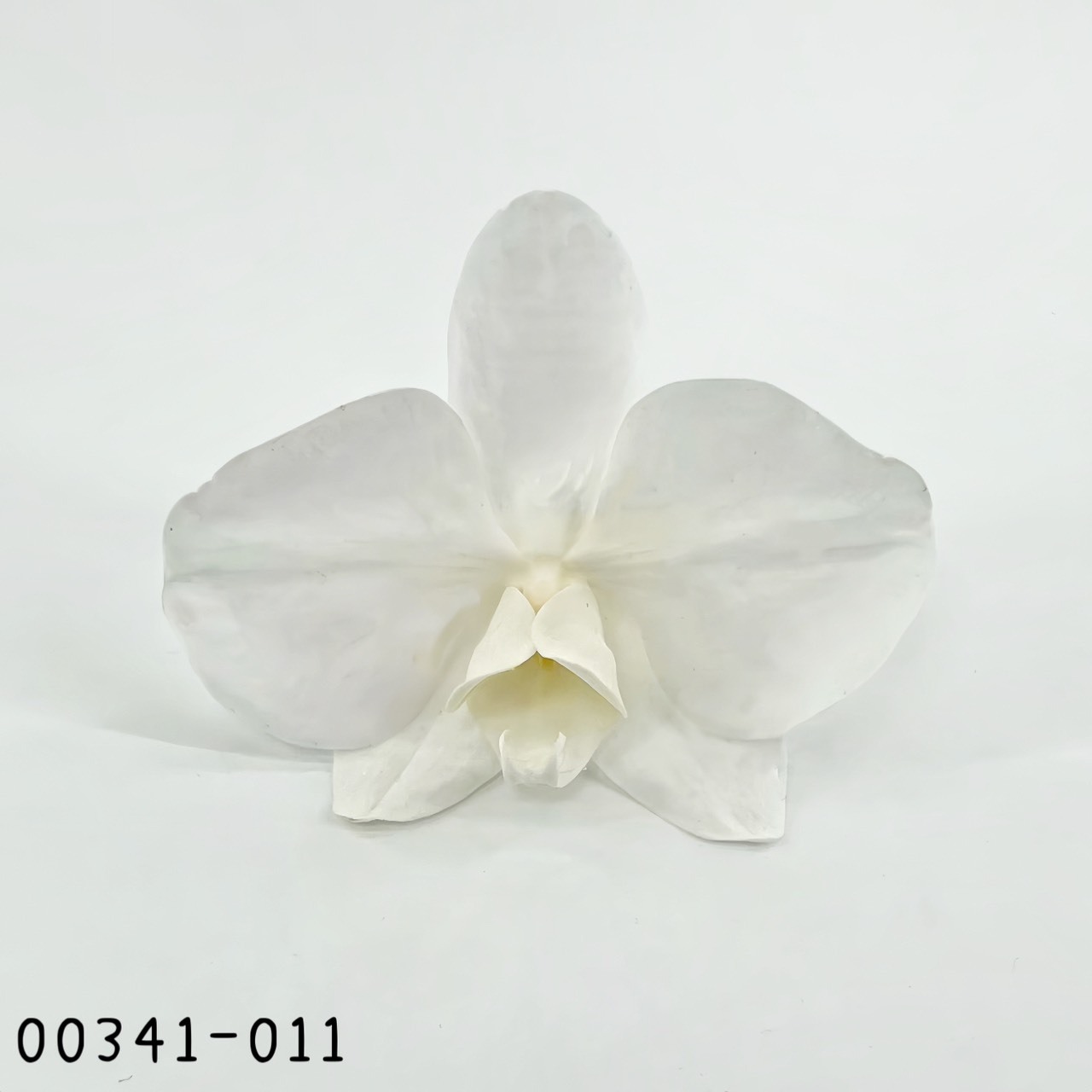 日本不凋蝴蝶蘭 00341-011