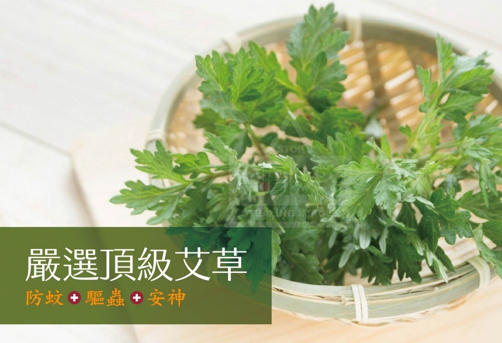 WSBA2390  台灣 正好艾草盤香-48片/盒（8月下旬）