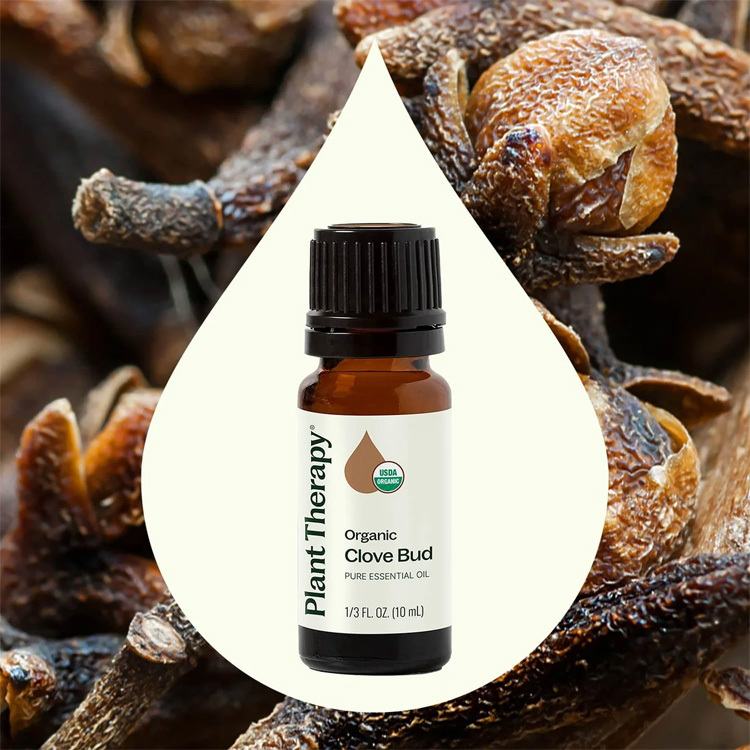 美國 Plant Therapy 有機丁香 Clove Bud 精油- 10ml