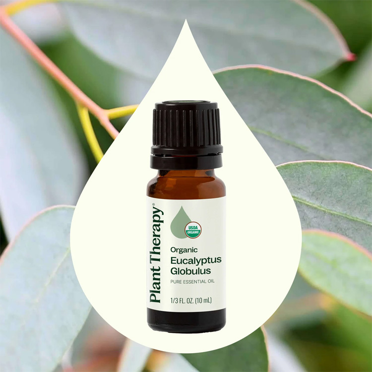 Plant Therapy 有機藍膠尤加利Eucalyptus Globulus 精油 - 10ml