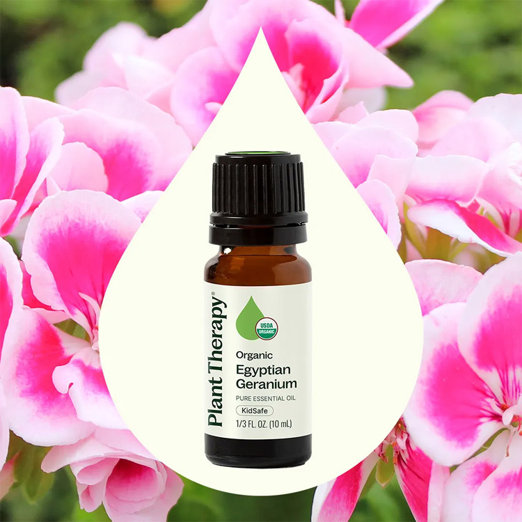 Plant Therapy 埃及天竺葵 Egyptian Geranium 有機精油 (兒童安全）10ml