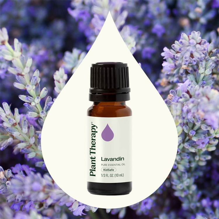 Plant Therapy 醒目薰衣草 Lavandin 精油（兒童安全） - 10 ml