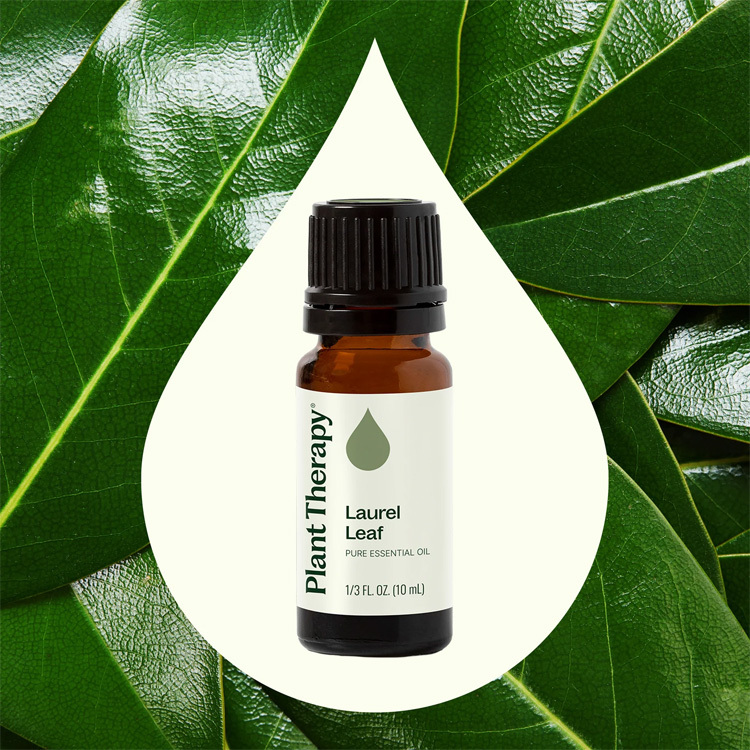 Plant Therapy Laurel Leaf Essential Oil 10ml