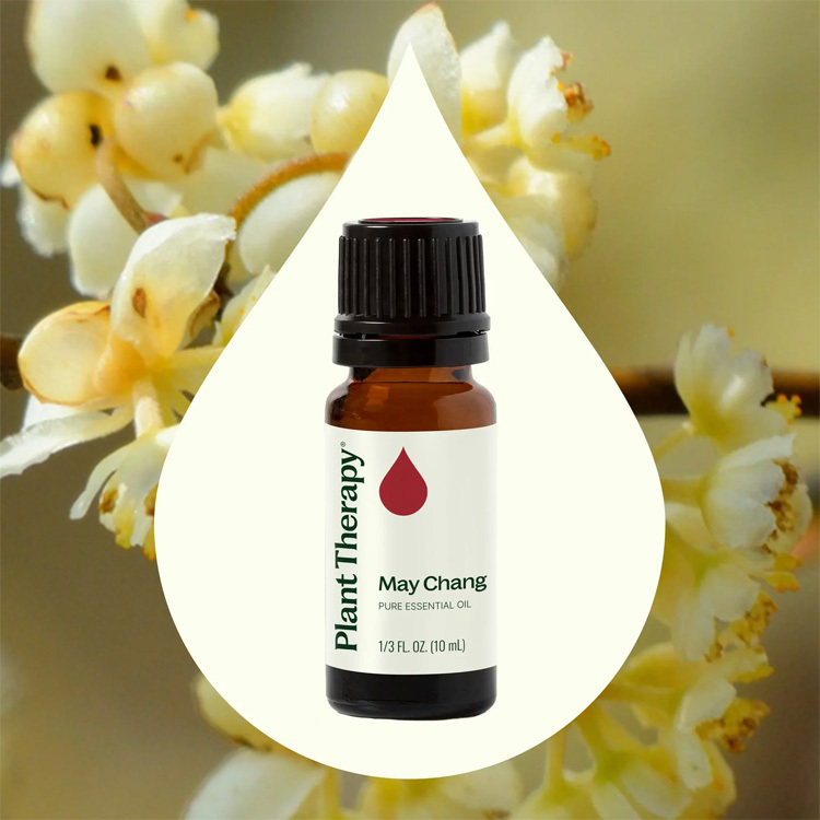 Plant Therapy May Chang Essential Oil - 10ml