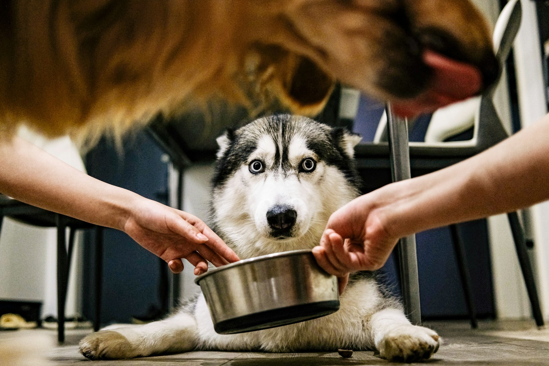 狗狗貓咪吃高脂食物會得胰臟炎嗎？一次了解脂肪的重要性