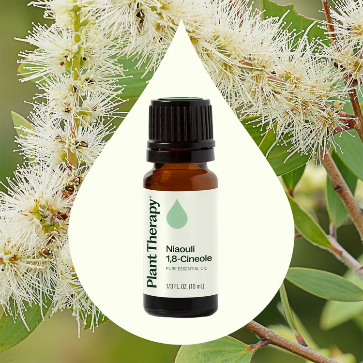 Plant Therapy Niaouli 1,8-Cineole Essential Oil - 10ml