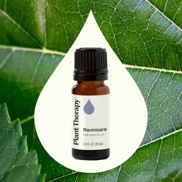 Plant Therapy Ravintsara Essential Oil - 10ml