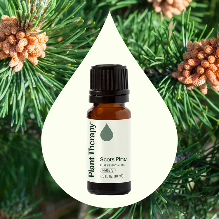 Plant Therapy 歐洲赤松 (Scots Pine) 精油（兒童安全）-10ml