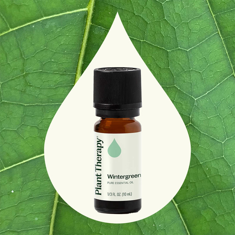 Plant Therapy 冬青Wintergreen 精油 -10ml