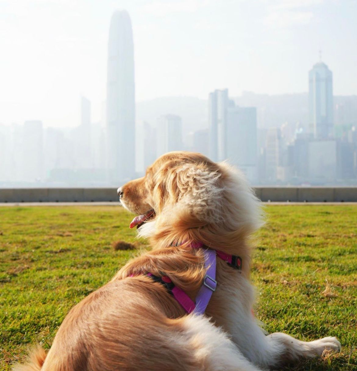 動物行為學家設計，獸醫物理治療師推薦｜Canuzzo 專業胸帶