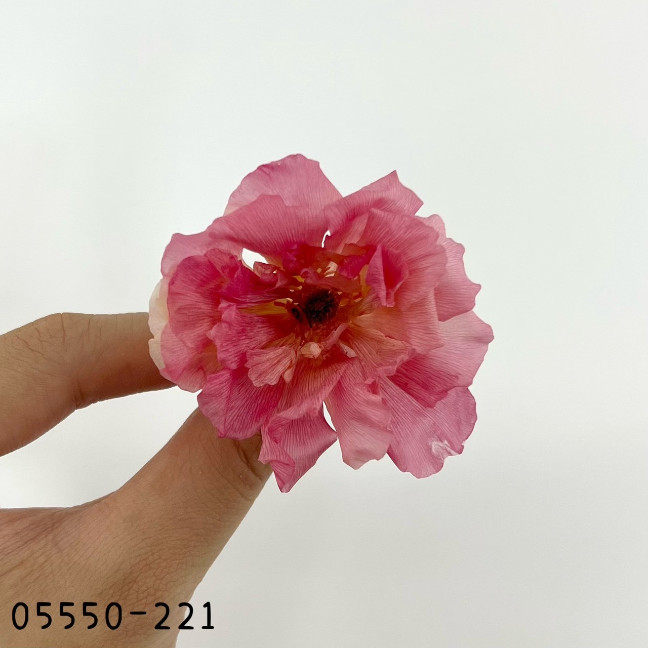 日本不凋蝴蝶陸蓮05550-221