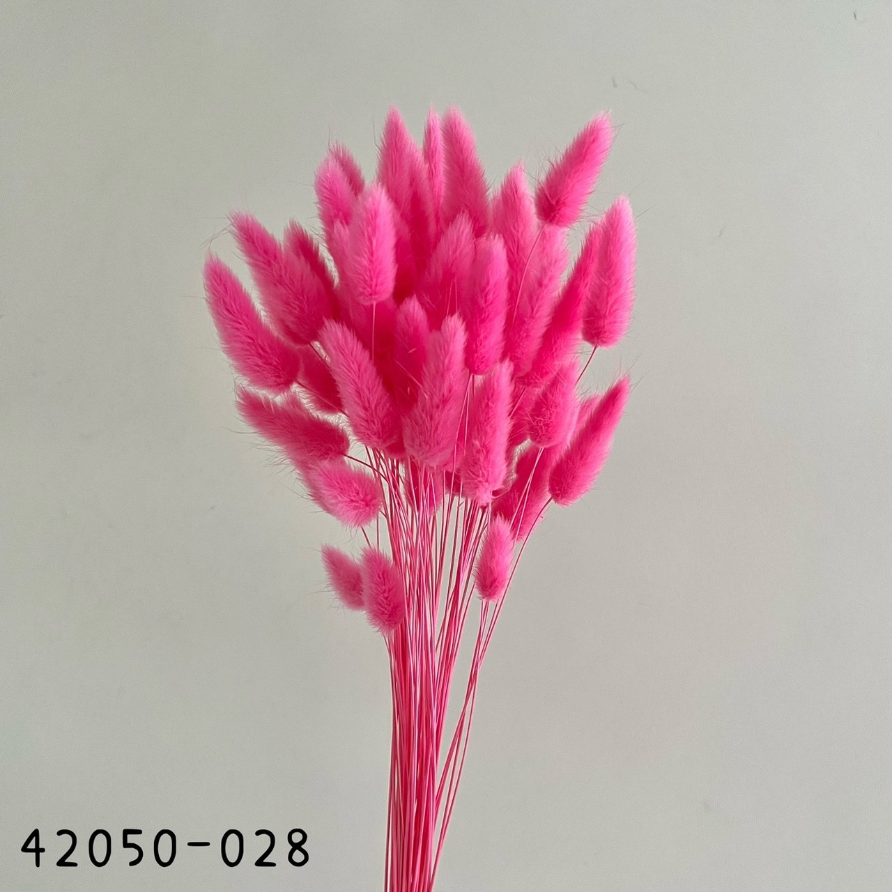 Lagurus