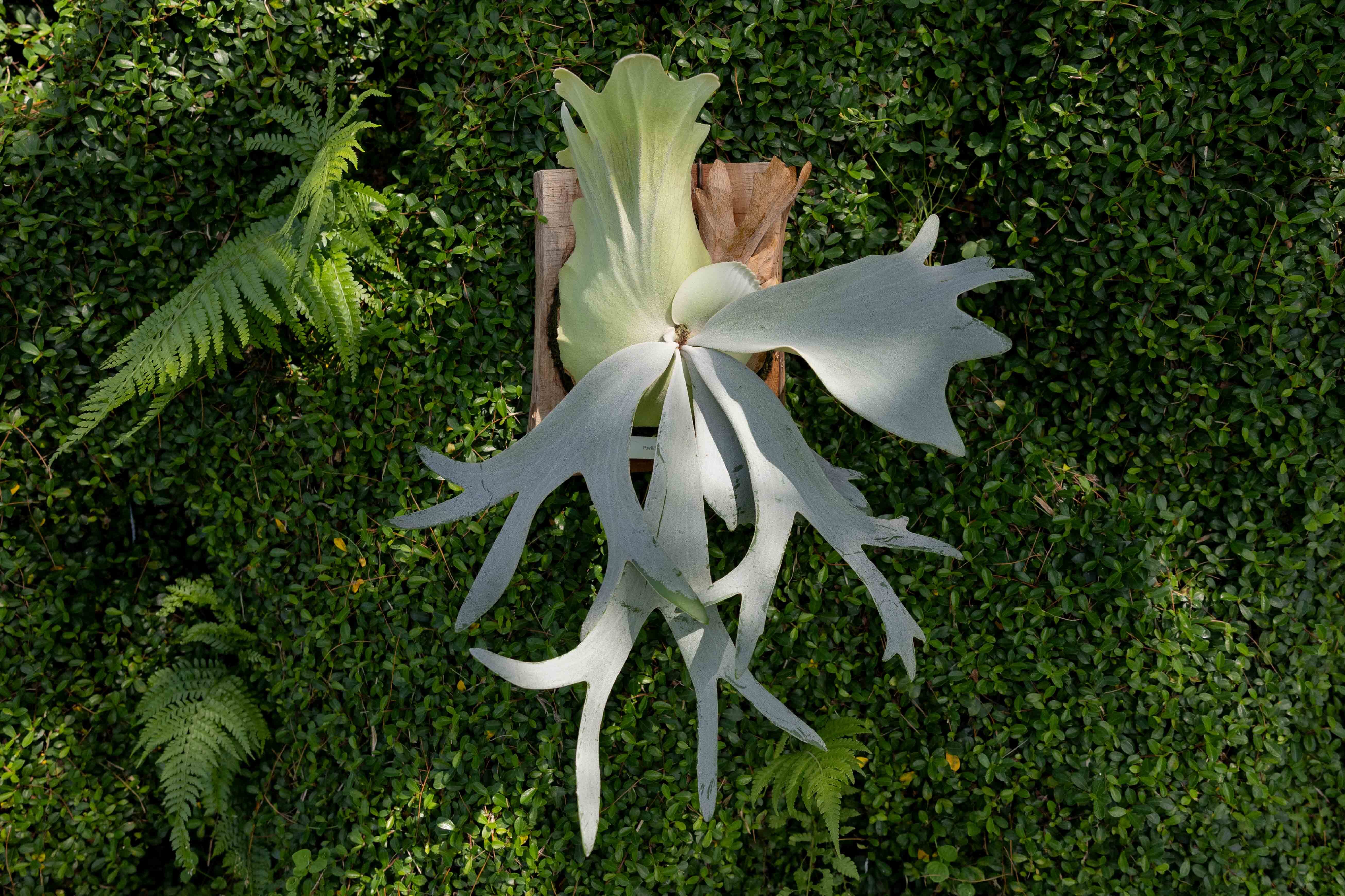 2株セットP. willinckii 'Pearl Queen' P.willinckii Pearl Queen