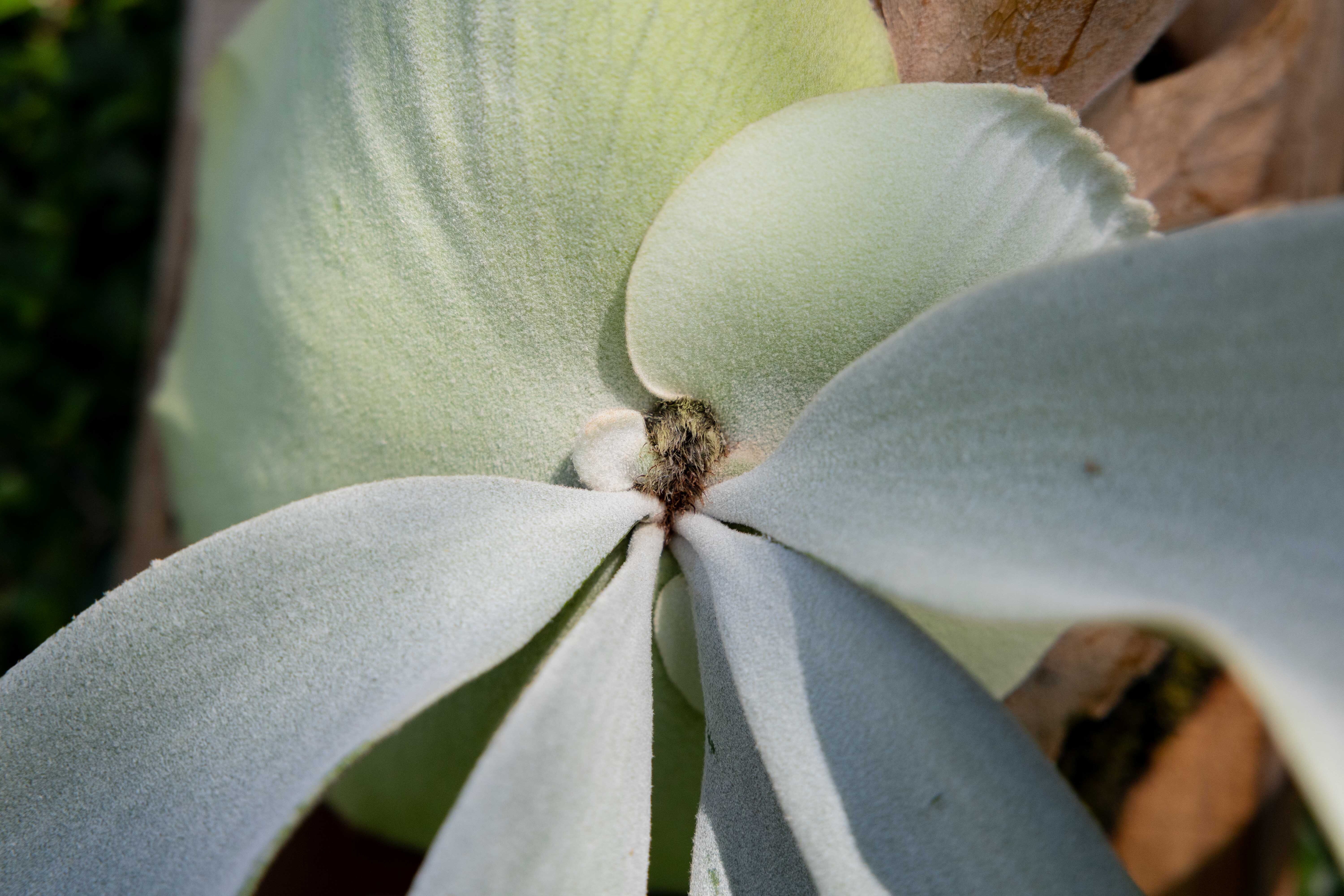 P.willinckii Pearl Queen