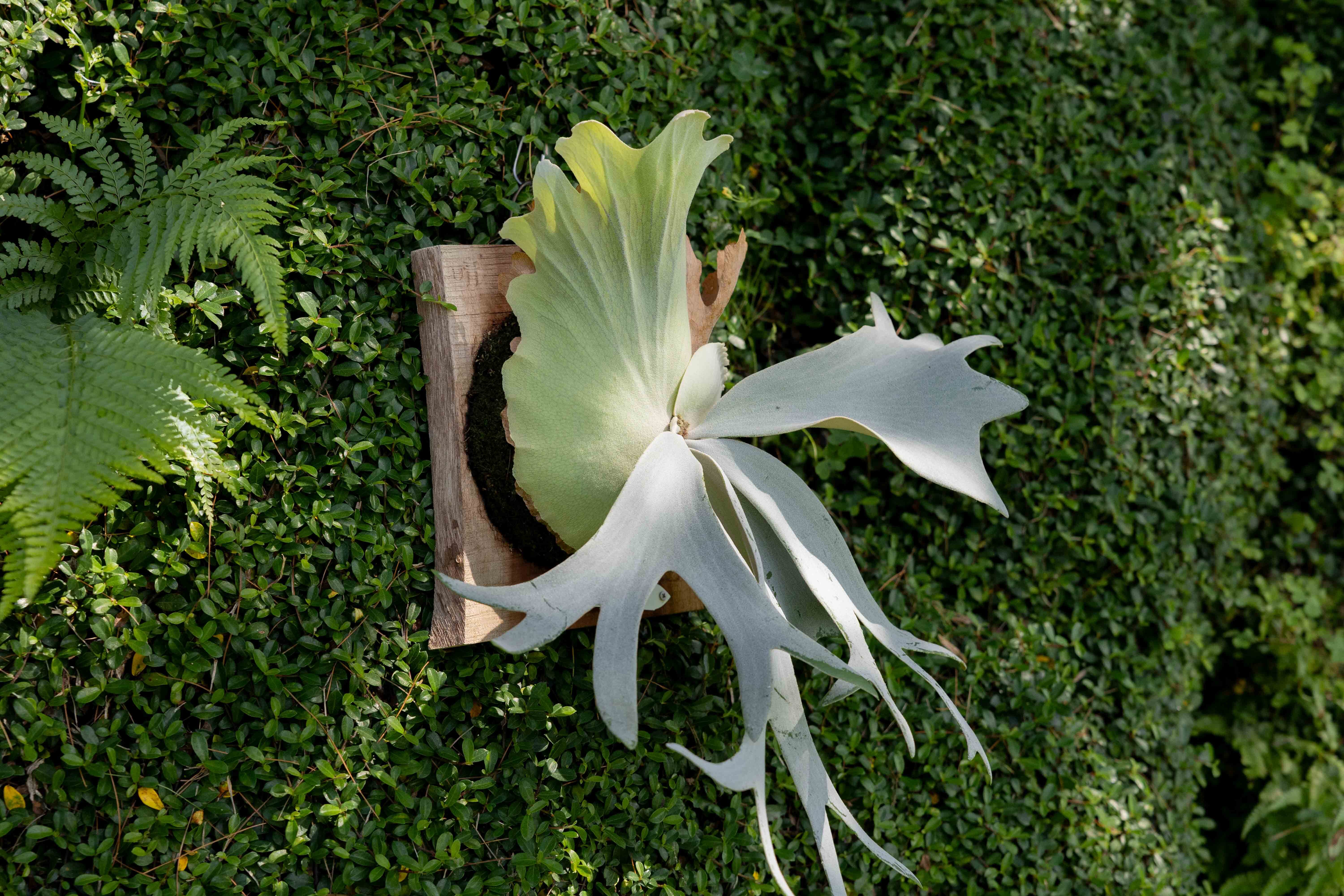 P.willinckii Pearl Queen
