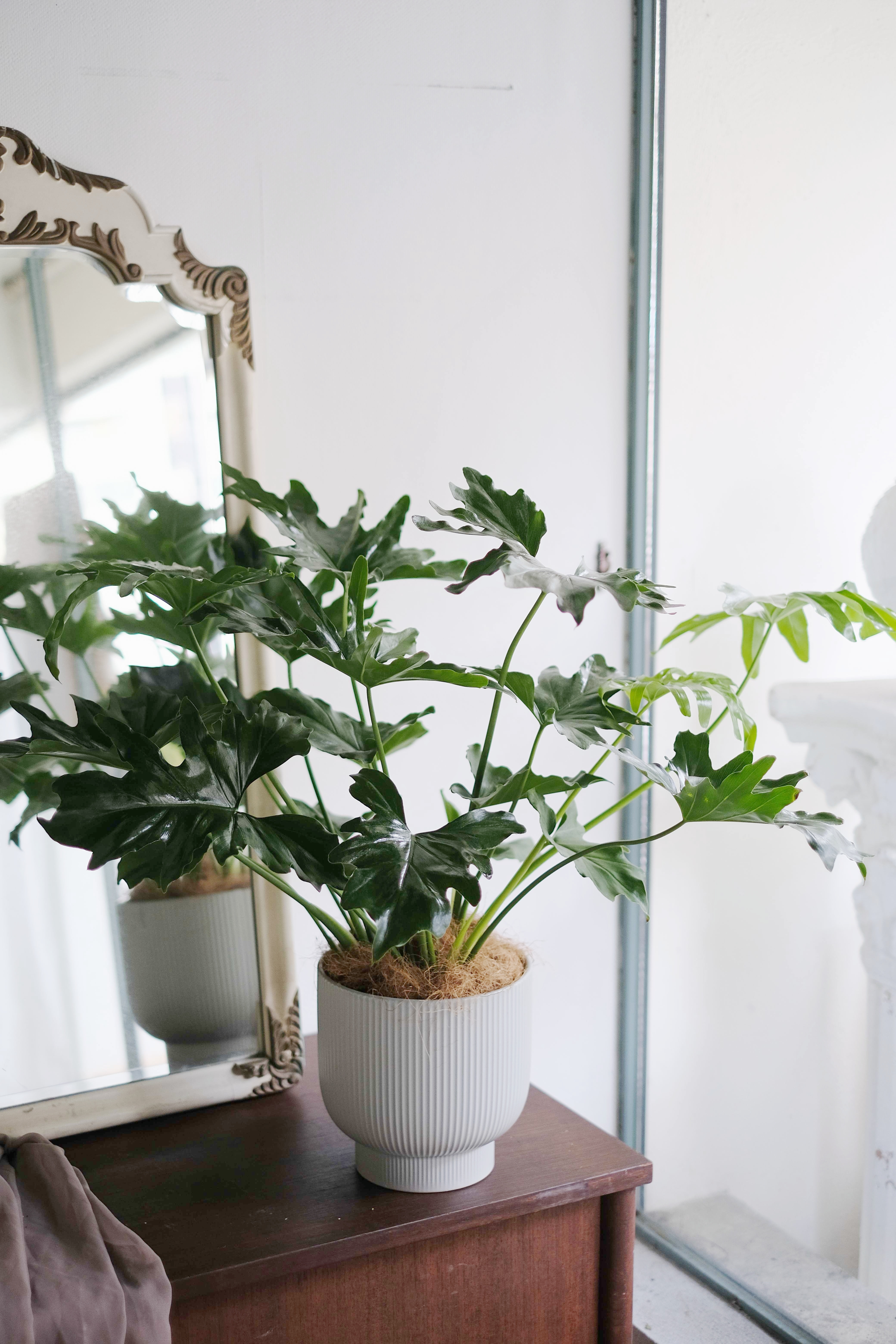 Lacy Tree Philodendron