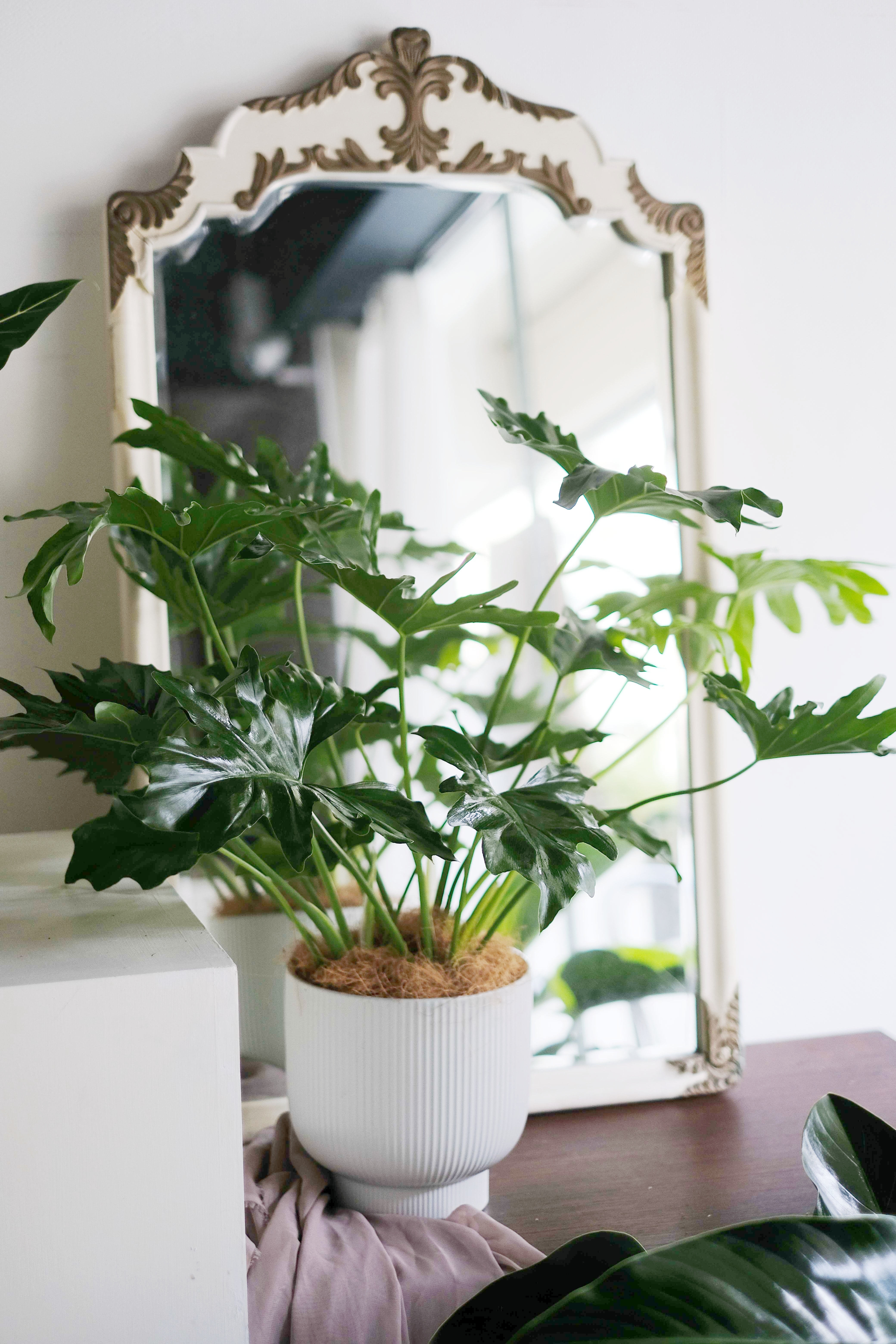 Lacy Tree Philodendron