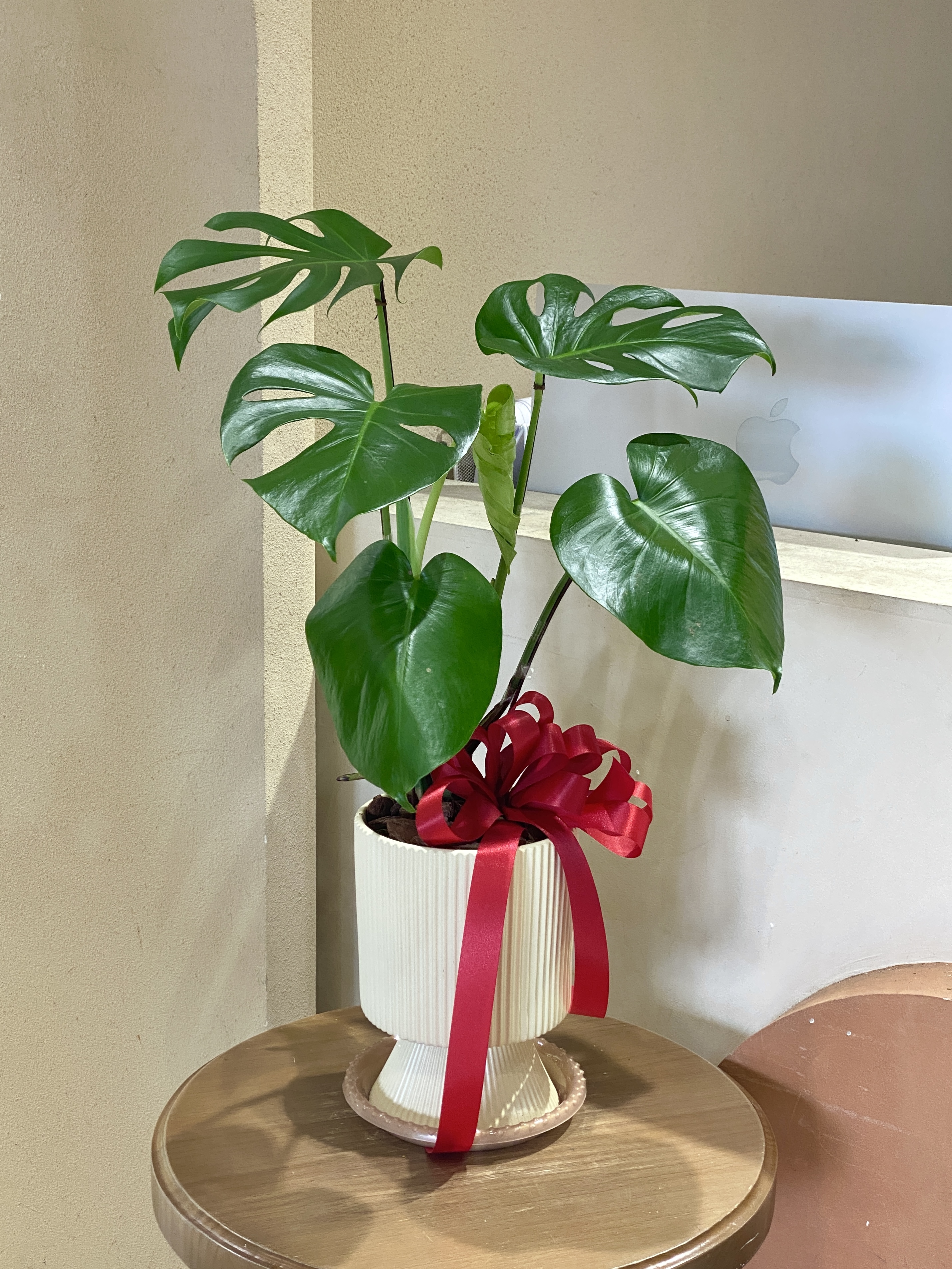 龜背芋植栽 (米色盆器)