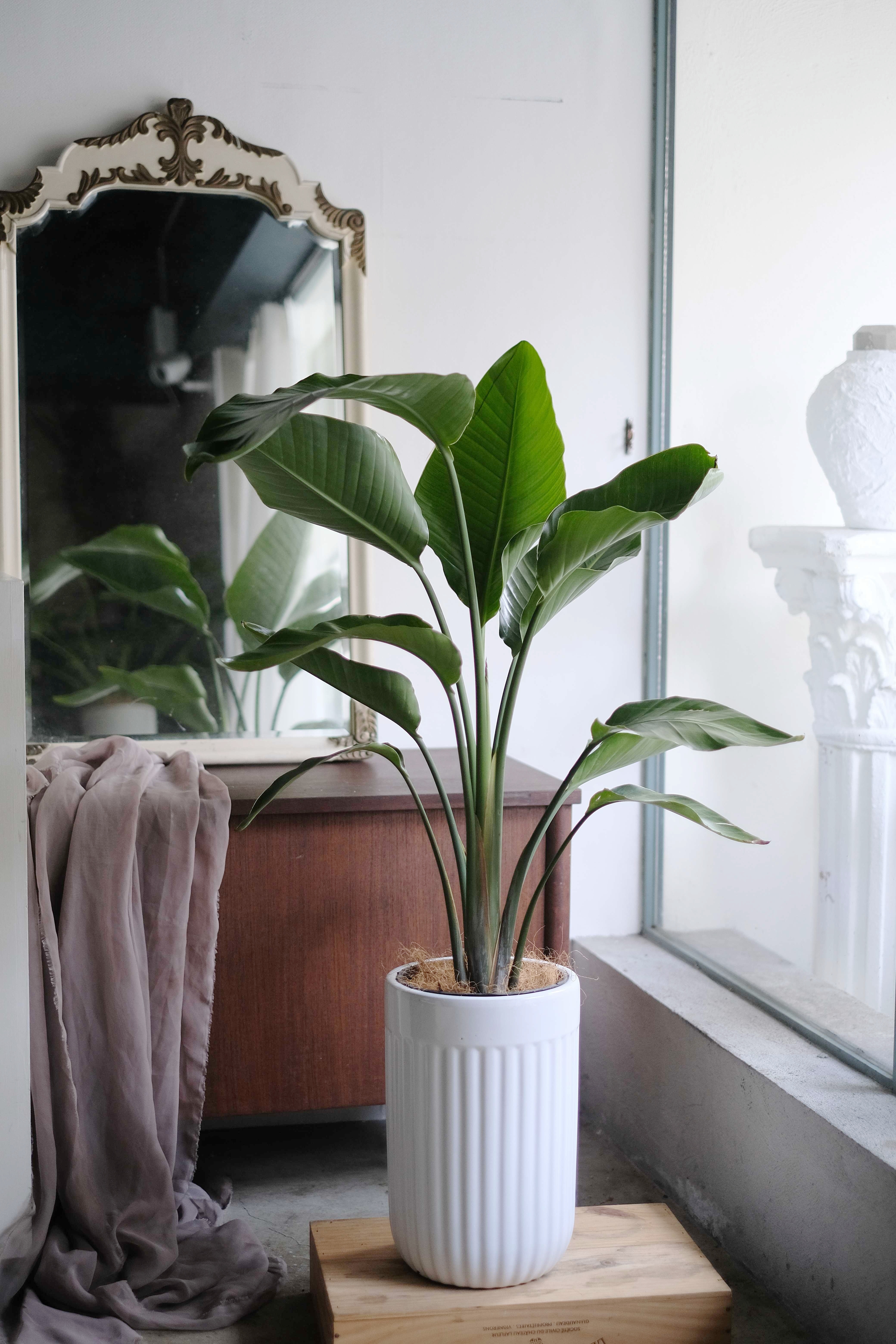 Strelitzia reginae