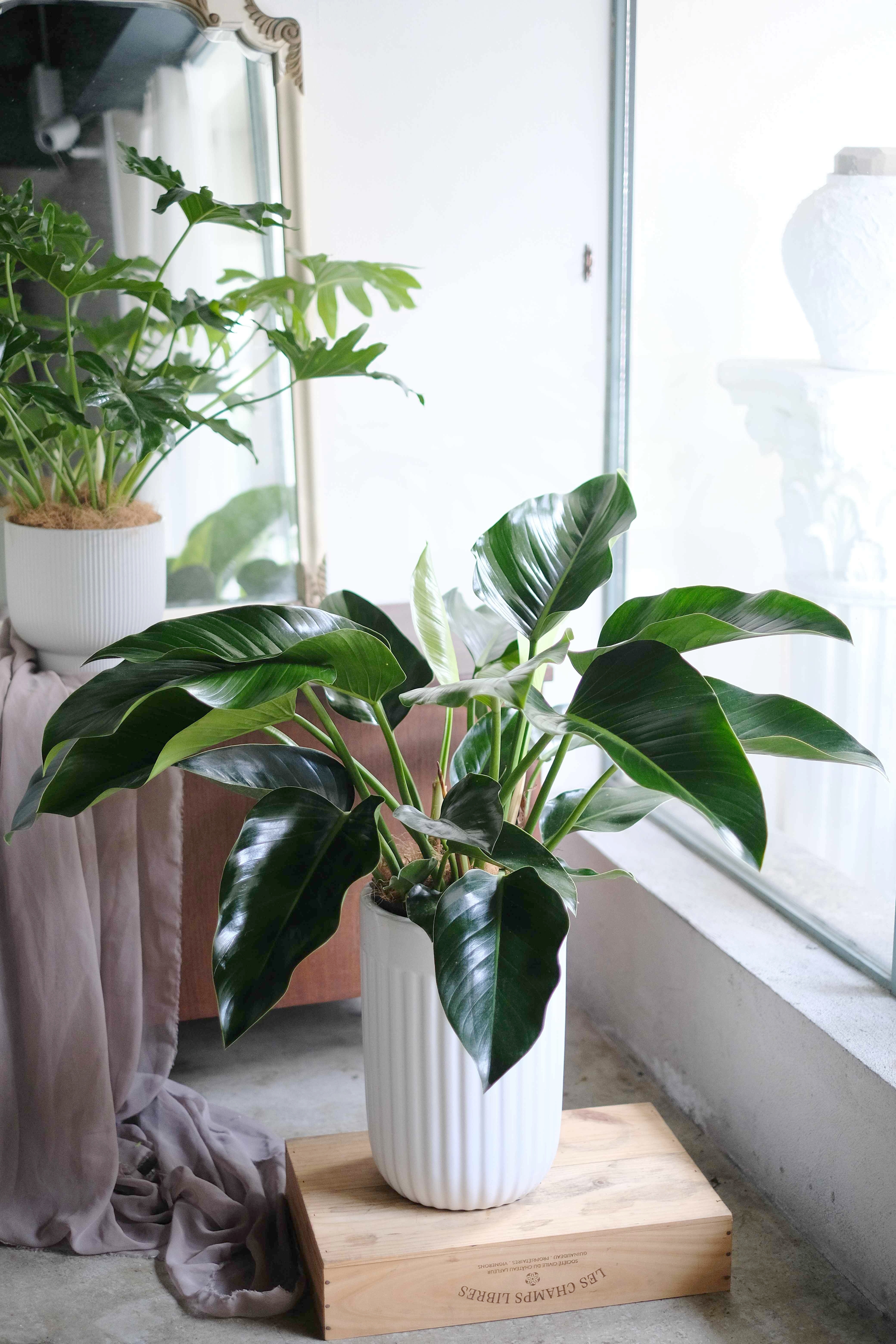 Imperial Green