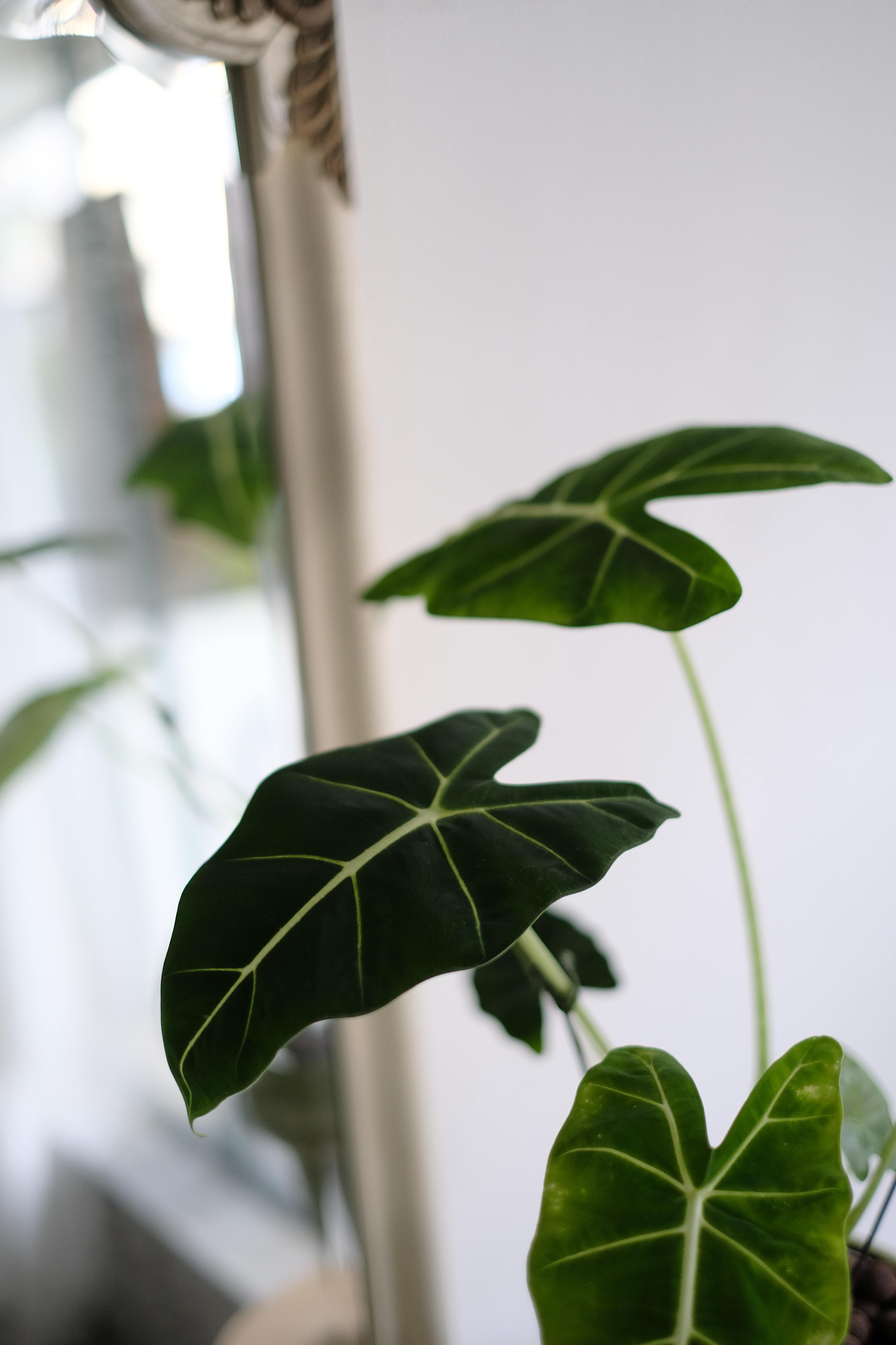 Alocasia