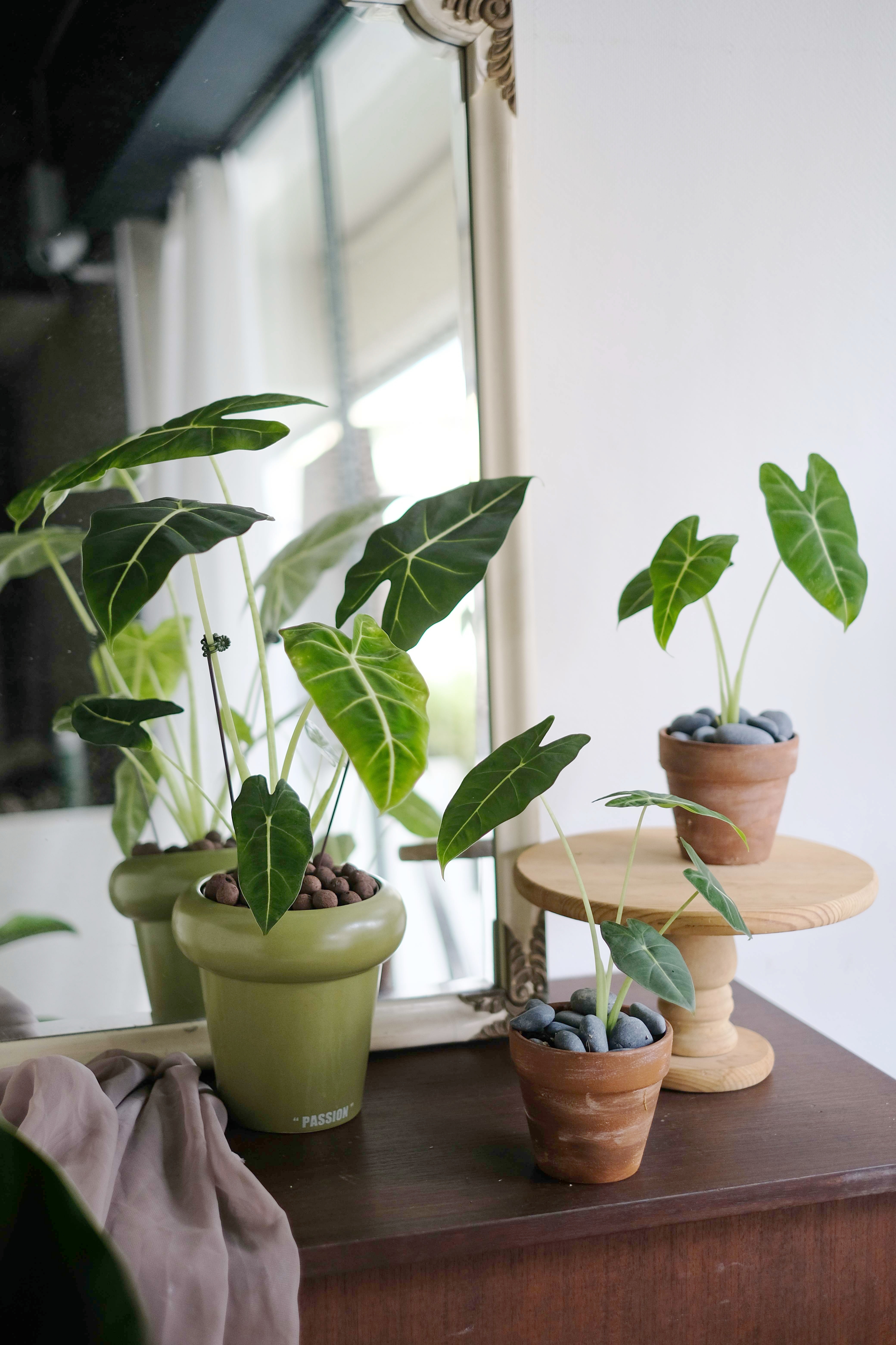 Alocasia