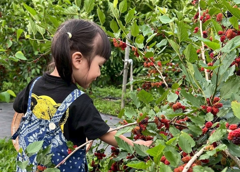 桑葚緣觀光果園只用秤斤計費,園區還把桑椹做成果醋、果醬等商品,採完順手帶伴手禮回家。