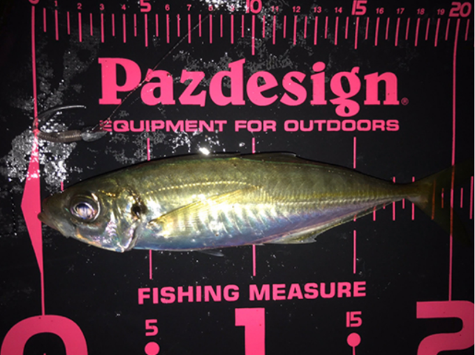 Pazdesign PAC-317 Protect Major 40 II 量魚尺