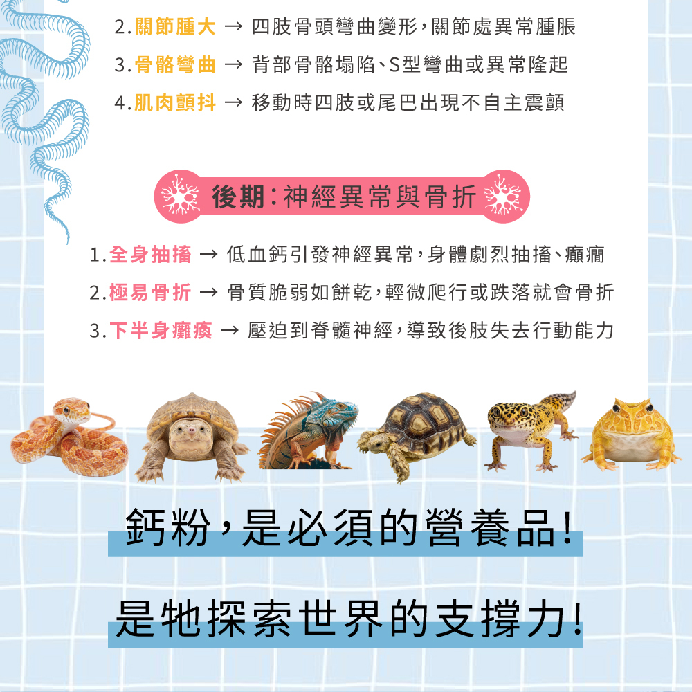 兩棲爬寵缺鈣中後期症狀與補鈣粉重要性。缺鈣中期會導致下顎軟化、關節腫大與骨骼彎曲;後期會引發全身抽搐、骨折與下半身癱瘓。
