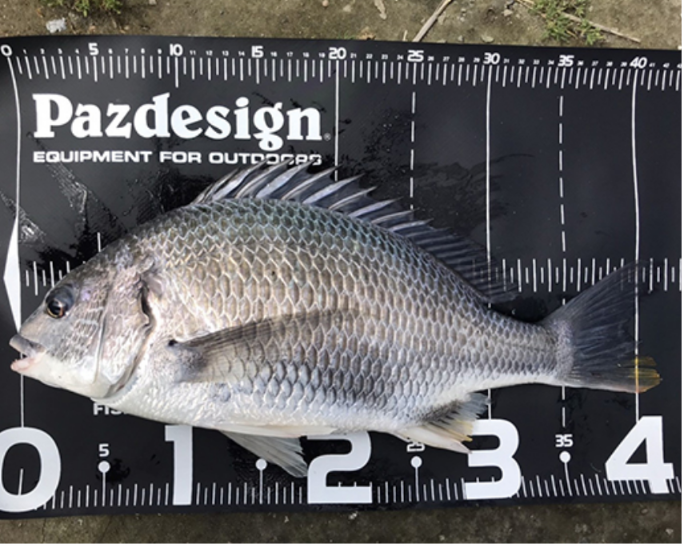 Pazdesign PAC-315 Protect Major 65 II 量魚尺