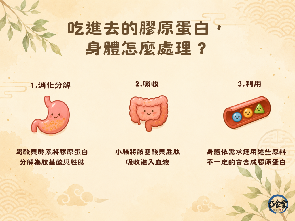 吃進去的膠原蛋白,身體怎麼處理?