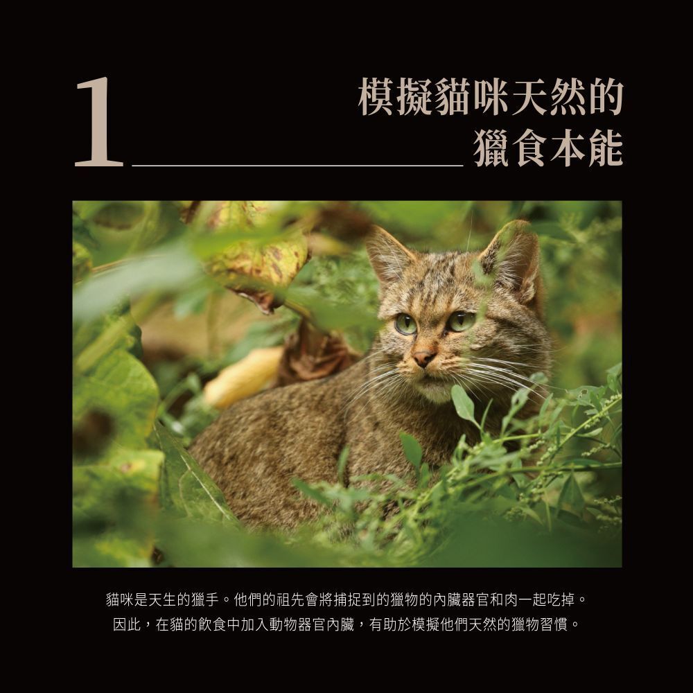 Cherie 法麗｜全照護轉轉主食餐包 90g 全齡貓 幼貓 熟齡貓 老貓 貓咪主食餐包