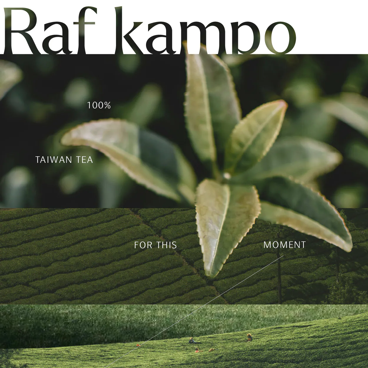 RAF KAMPO 蛋白粉【茶感解放系列】無糖四季春
