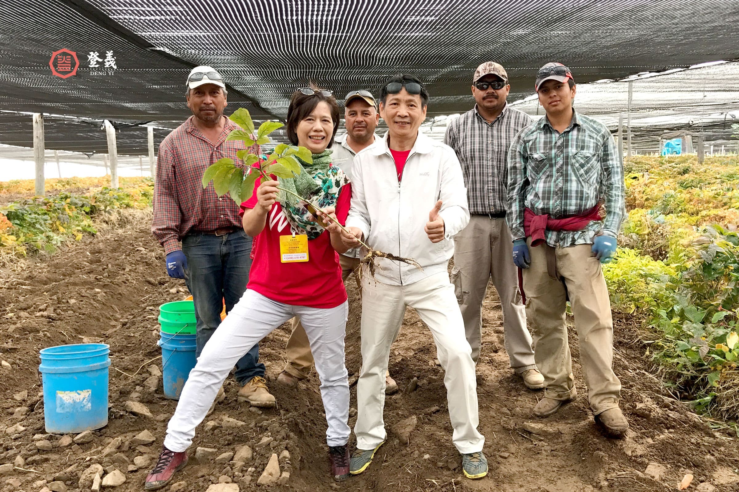 好品質的粉光蔘從哪來？登義為你揭開粉光蔘的產地秘密！