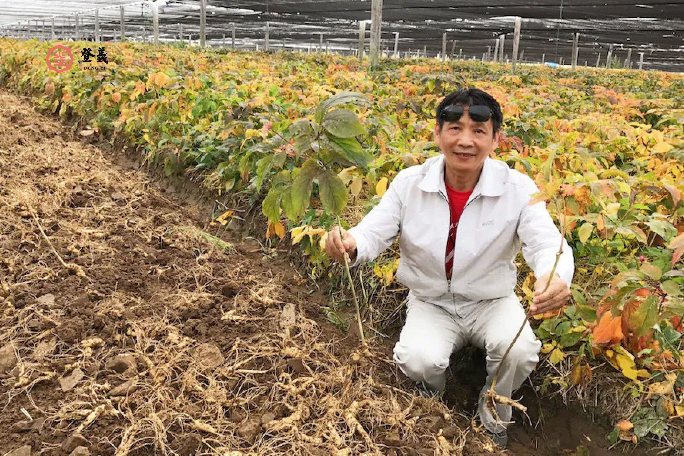 粉光蔘和其他人參有什麼不同？常見人參種類、功能一次看！好品質的粉光蔘從哪來？登義為你揭開粉光蔘的產地秘密！