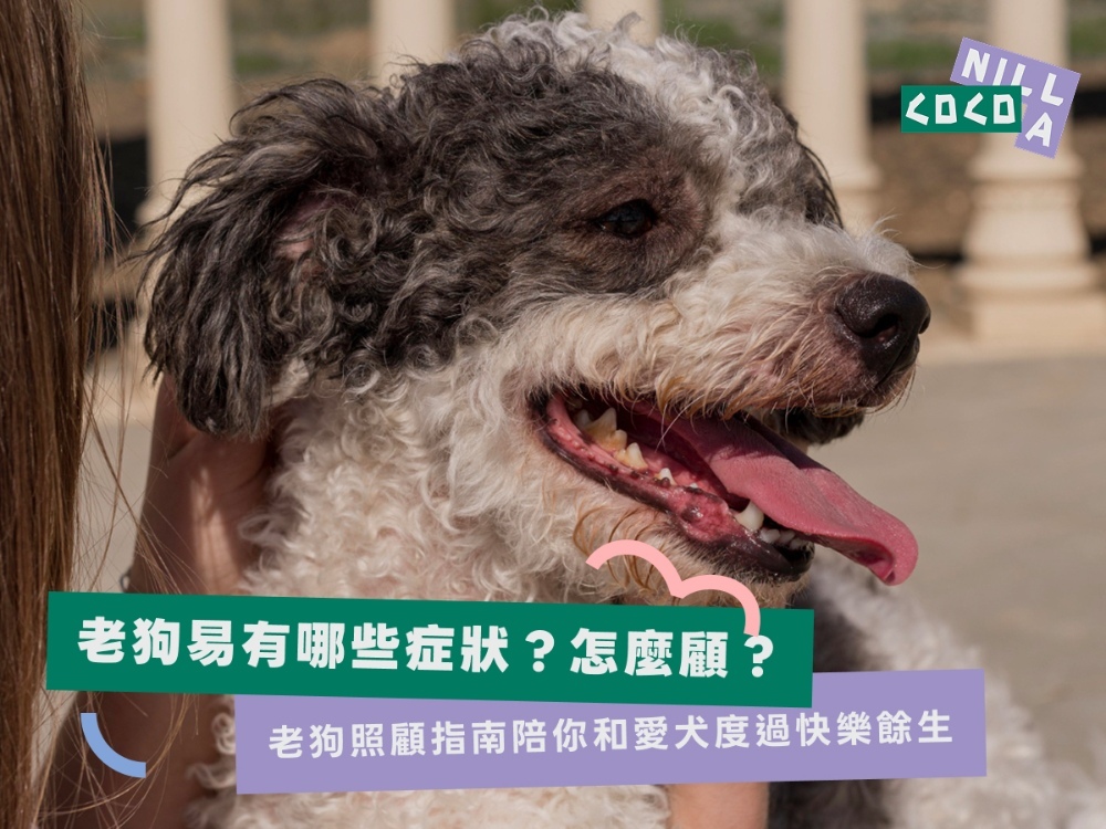 老狗易有哪些症狀?怎麼顧?老狗照顧指南陪你和愛犬度過快樂餘生