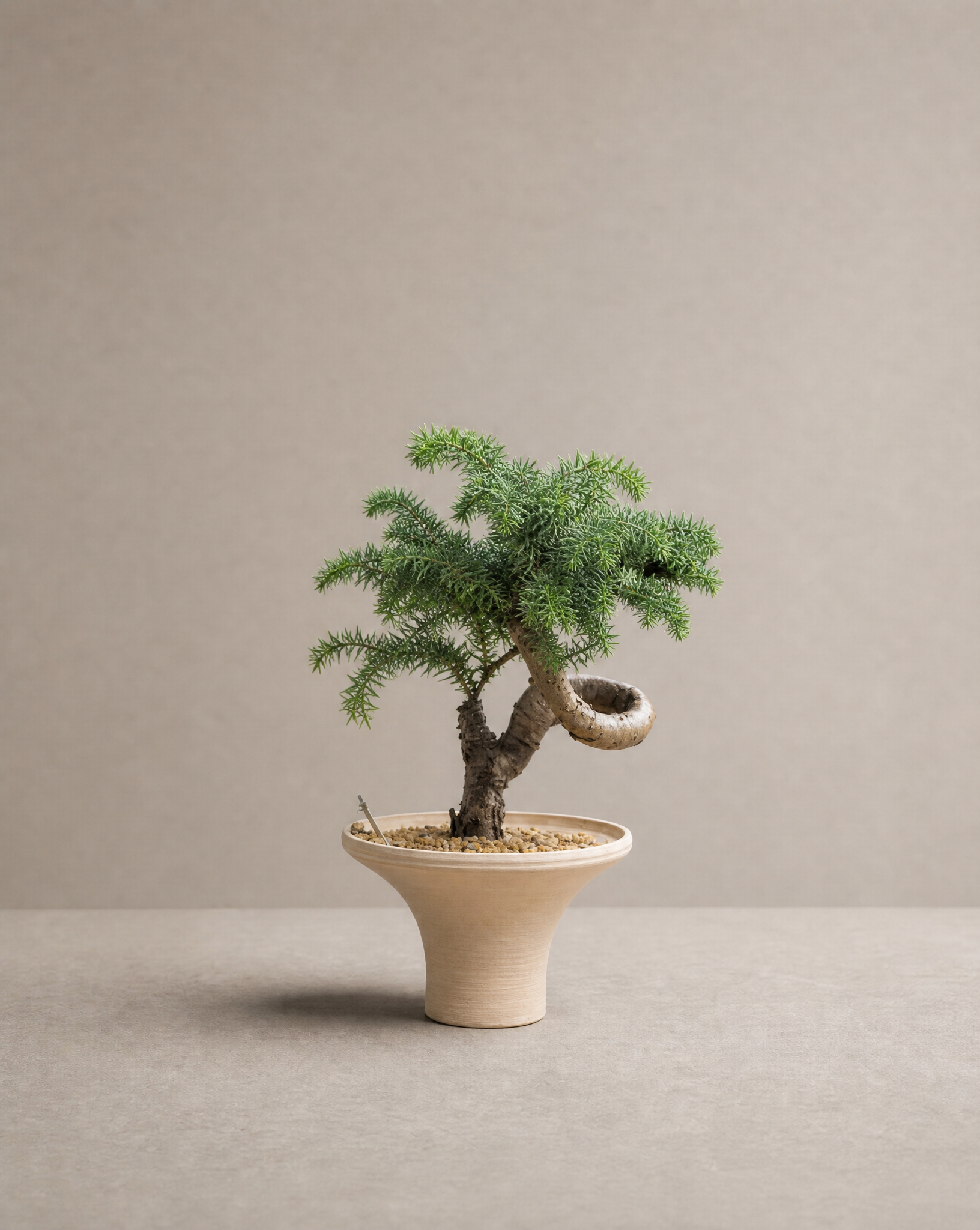 Araucariaheterophyll  - 澳洲杉
