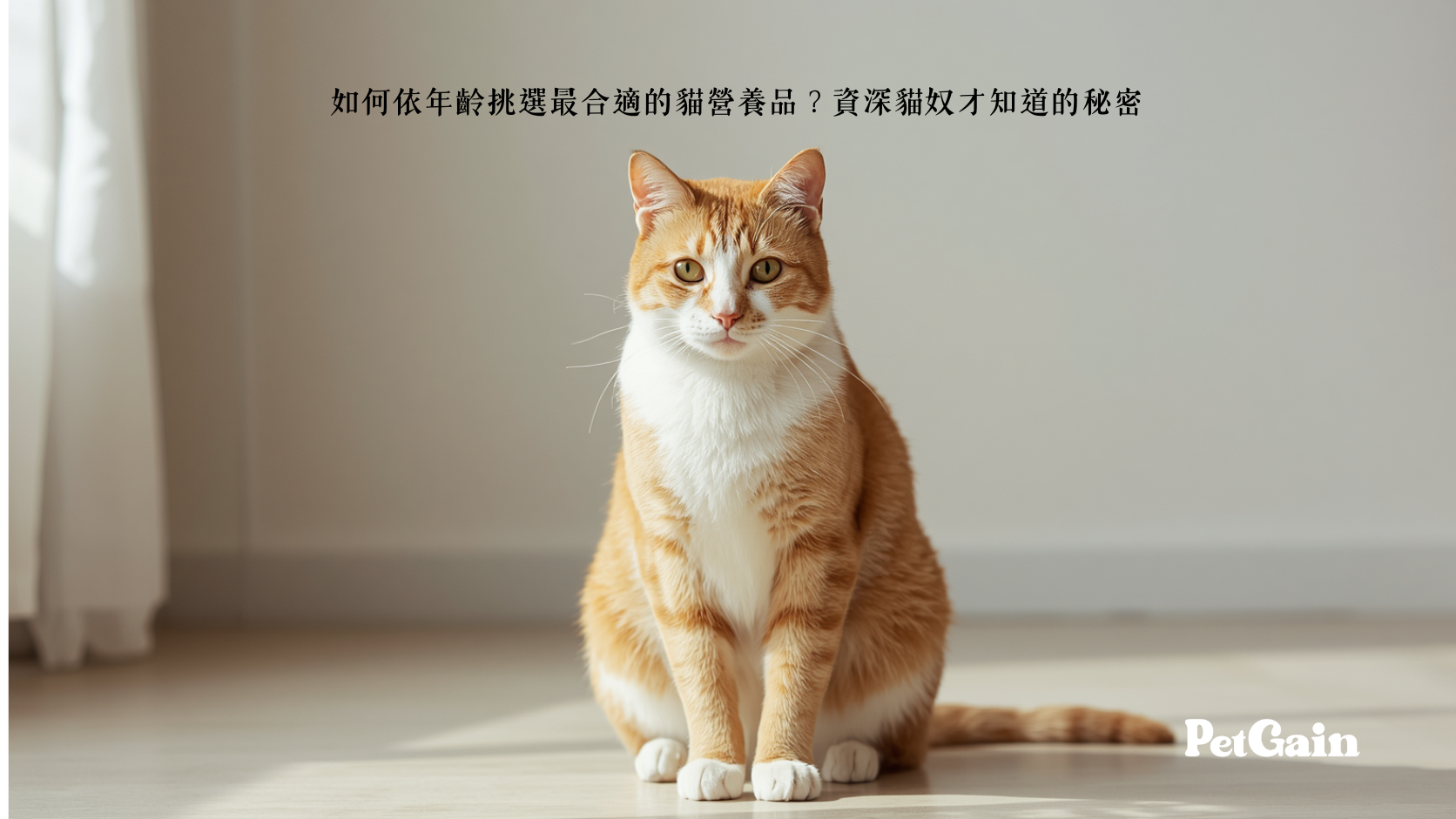 如何依年齡挑選最合適的貓營養品?資深貓奴才知道的秘密