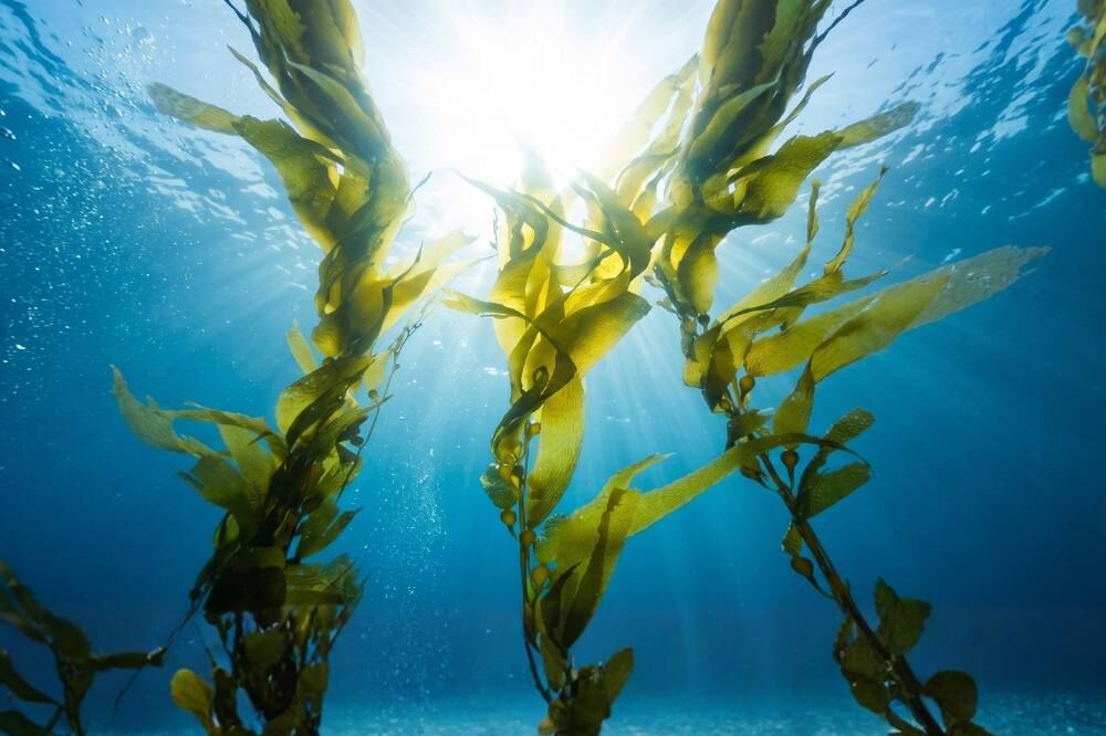 不吃魚也能補充Omega-3？認識植物來源藻油