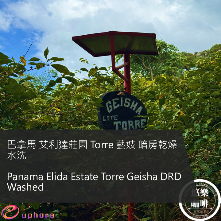 巴拿馬 艾利達莊園 Torre 藝妓 暗房乾燥水洗