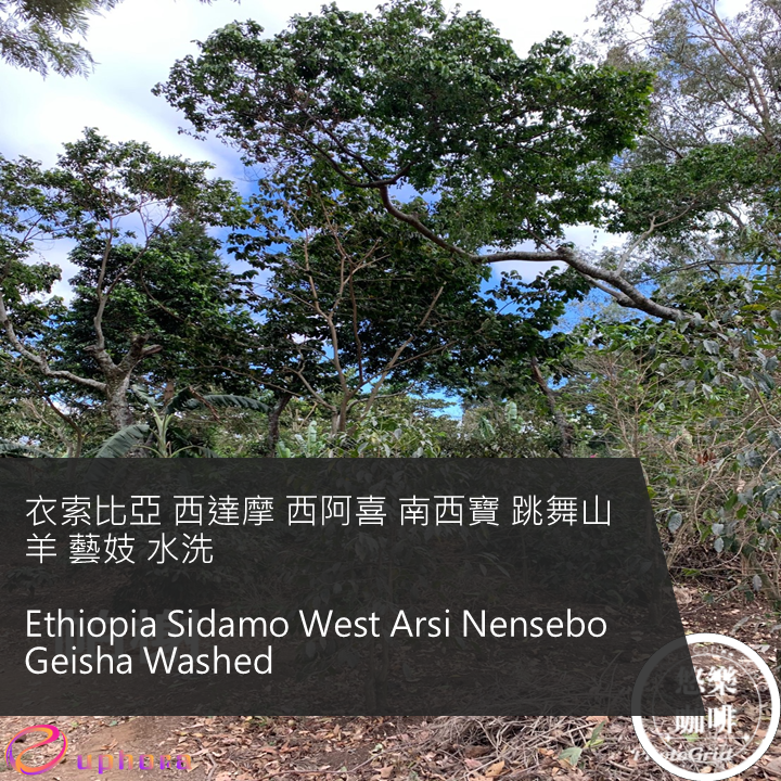 衣索比亞 西達摩 西阿喜 南西寶 跳舞山羊 藝妓 水洗