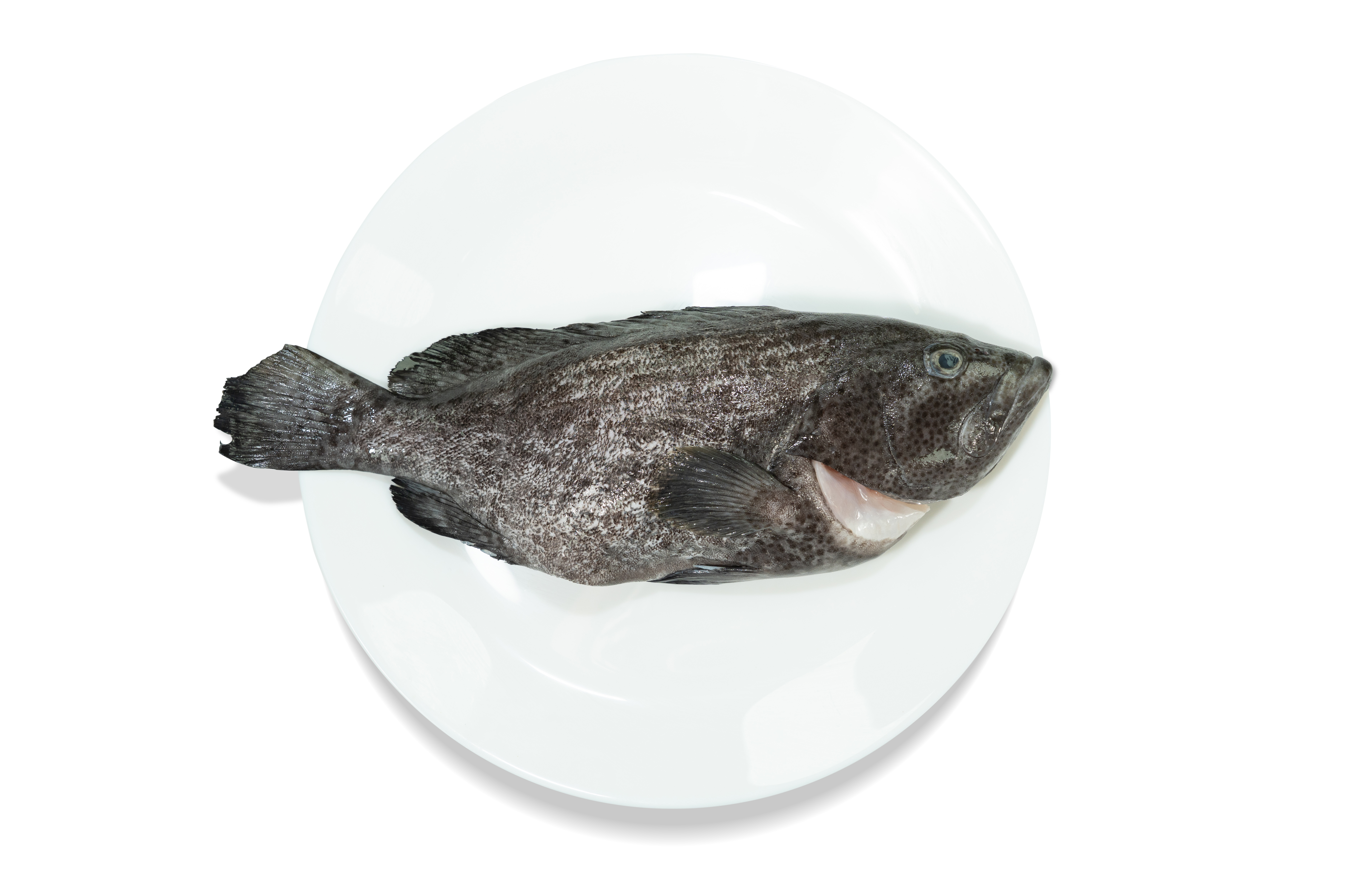 優鮮港品-本地速凍藍瓜子斑 1條 600g
