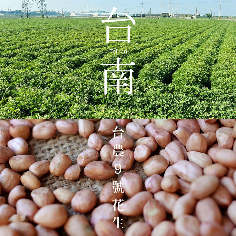 台南在地花生田與台農9號花生特寫，查理布朗烘焙湯普斯花生麵包原料產地直送