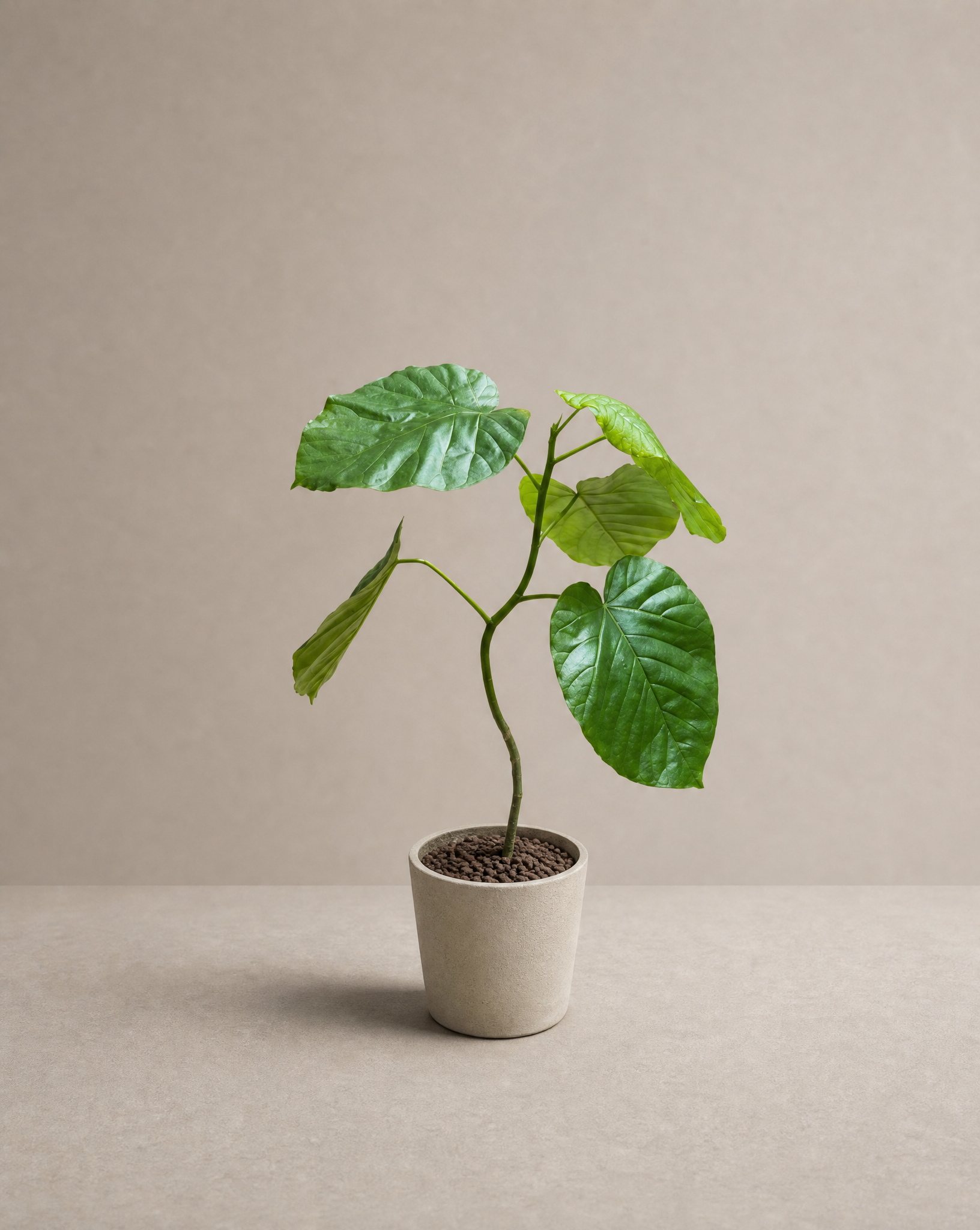 大葉愛心榕 — Ficus umbellata