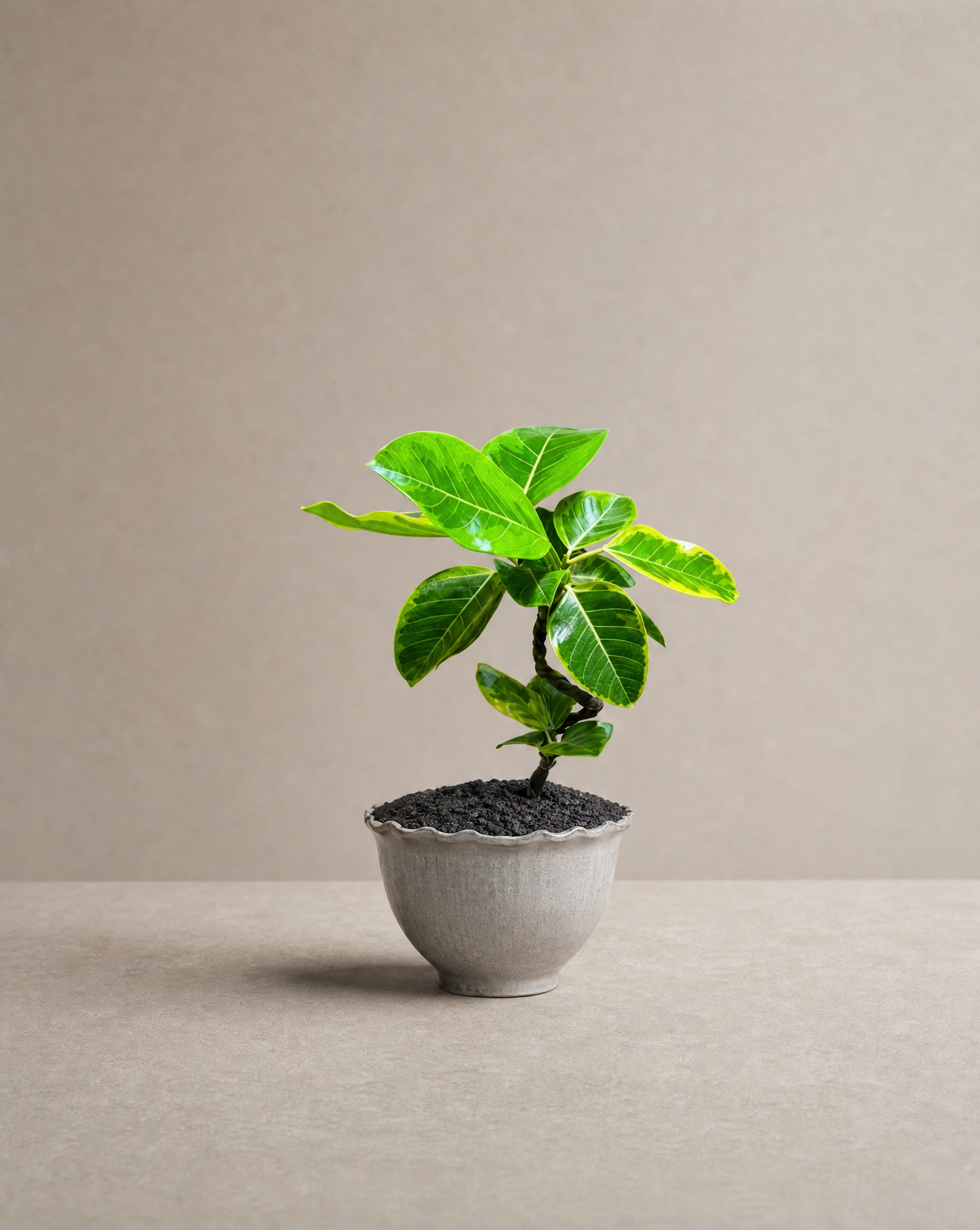 黃金榕 — Ficus microcarpa ‘Golden Leaves’